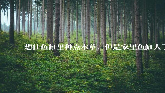 想往鱼缸里种点水草，但是家里鱼缸大了买水草泥或者底砂太贵了，有没有生活中可以替代的物品或其他建议？